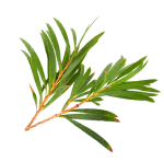 ArthroMD plus Tea Tree Oil anti-inflammatory Canada