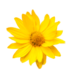 ArthroMD+ with Arnica Oil joint support Canada